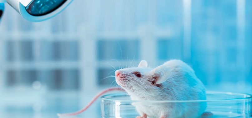 Estée Lauder Joins Cruelty Free International to ban Animal Testing