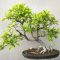 Go Green with a bonsai in your living room