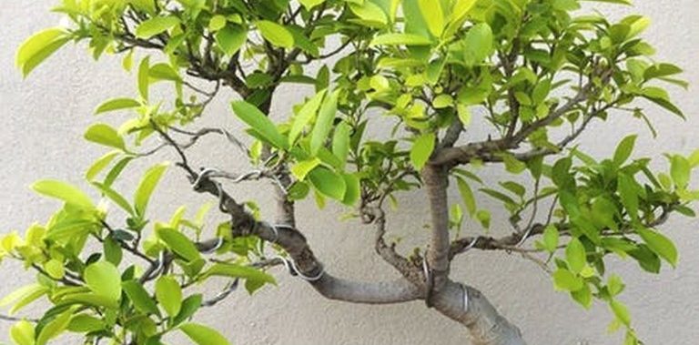 Go Green with a bonsai in your living room