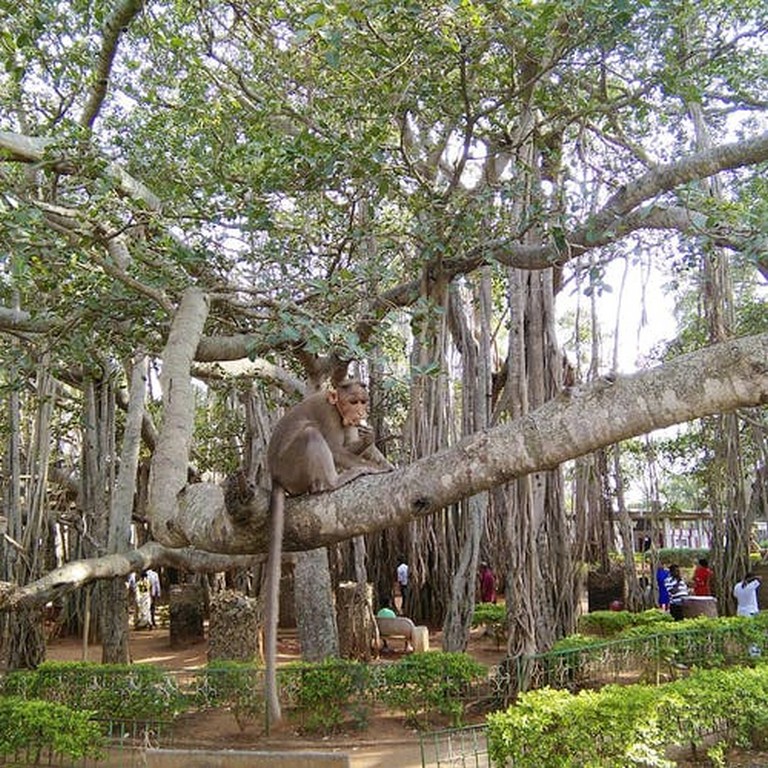 Creepy, Weird Big Old Banyan Tree On The Outskirts Of The City? Well, Let’s Go Then!