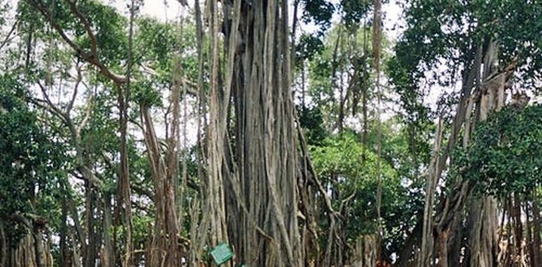 What’s Creepy about the Big Old Banyan Tree On The Outskirts Of The City