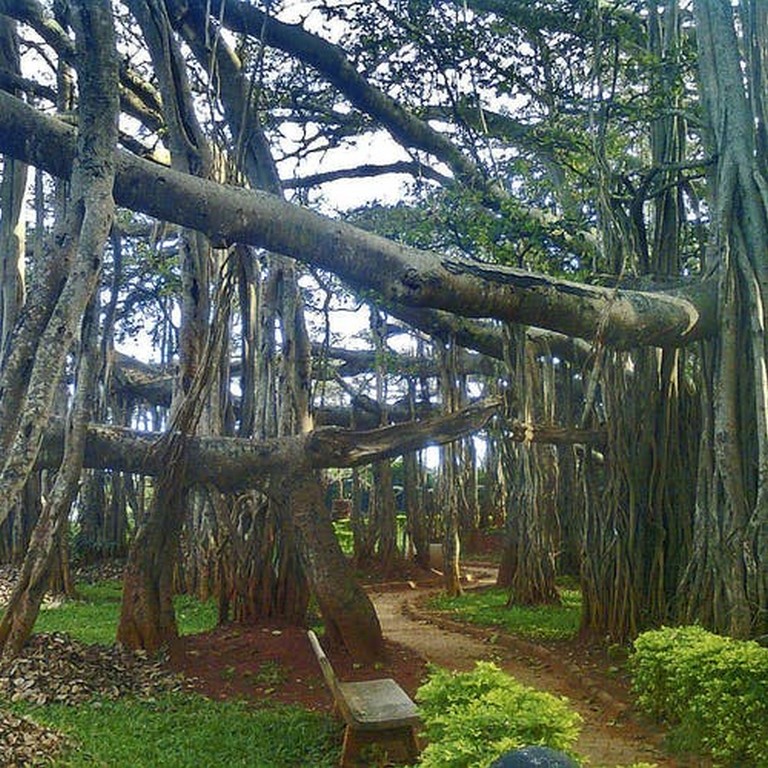 Creepy, Weird Big Old Banyan Tree On The Outskirts Of The City? Well, Let’s Go Then!