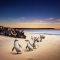 Phillip Island Penguin Parade goes global