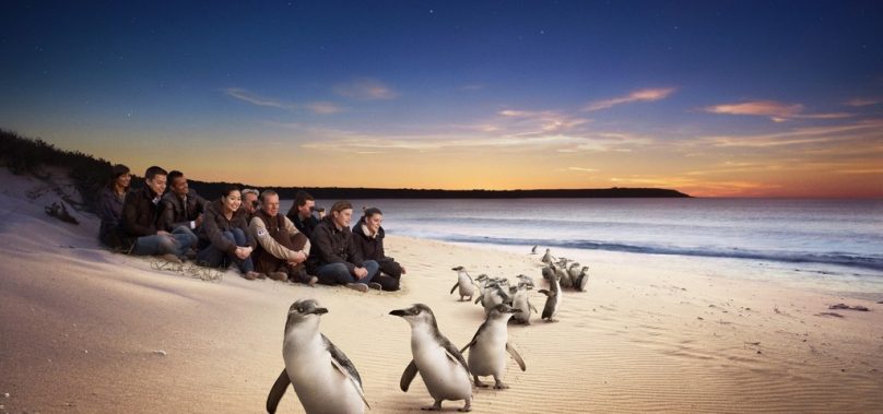 Phillip Island Penguin Parade goes global