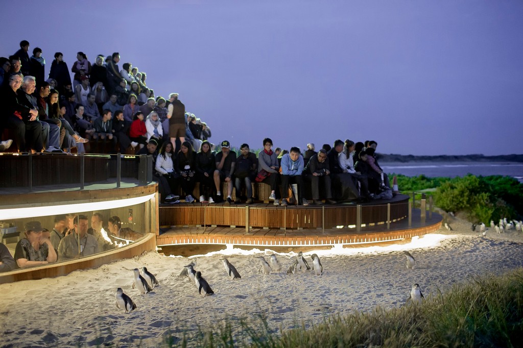 Phillip Island Penguin Parade goes global