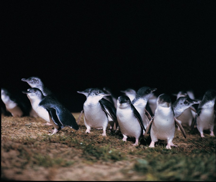 Phillip Island Penguin Parade goes global