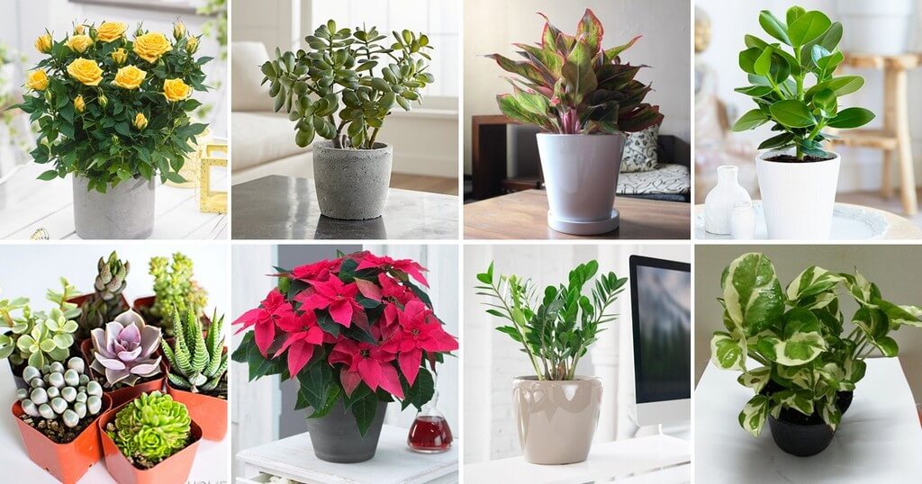 Top Five Online Plant Nurseries