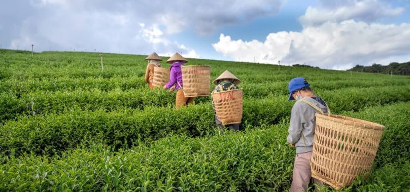 International Tea Day 2023 and sustainability