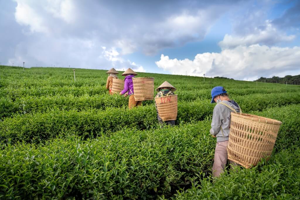 International Tea Day 2023 and sustainability