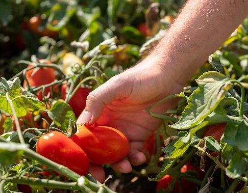 A Touch of Gold for Your Indian Delicacies – Red Gold Tomatoes from Europe