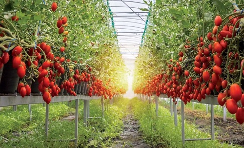 Taste the Difference – Red Gold Tomatoes from Europe