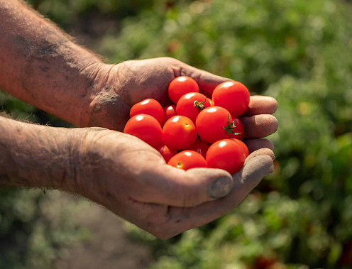 Red Gold Tomatoes from Europe – Farming Perfected in Europe, Now Available in India