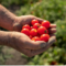 Red Gold Tomatoes from Europe – Farming Perfected in Europe, Now Available in India