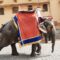 Retire Amer Fort Elephants and End Rides, Pleads World Animal Protection on Occasion of World Wildlife Day