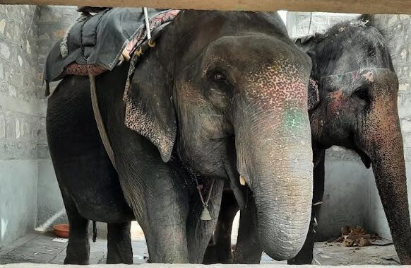 World Animal Protection Urges Immediate and Proper Rehabilitation for Captive Elephants in India Amidst Growing Deadly Incidents