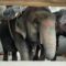 World Animal Protection Urges Immediate and Proper Rehabilitation for Captive Elephants in India Amidst Growing Deadly Incidents