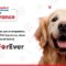 Protecting Pets Just Got Easier: BajajCapital Insurance Launches Comprehensive Pet Insurance Plans