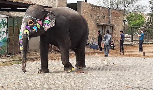 World Animal Protection Calls on Rajasthan Chief Minister to End Elephant Rides at Amer Fort on World Elephant Day