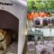 Mars Petcare and Swiggy Instamart Launch Paw Protecc Initiative: Lead the Charge to Safeguard Community Pets During Extended Monsoon Season