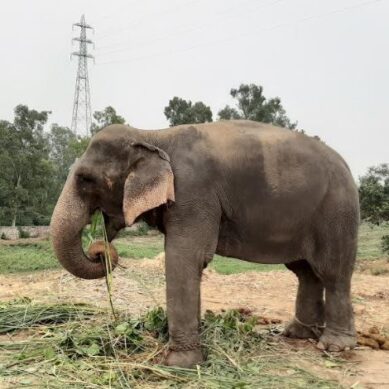 World Animal Protection Approaches Prime Minister to Prevent Elephant Transfer to Delhi from Assam