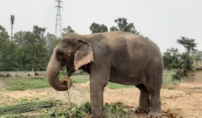 World Animal Protection Approaches Prime Minister to Prevent Elephant Transfer to Delhi from Assam