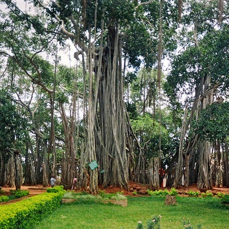 Creepy, Weird Big Old Banyan Tree On The Outskirts Of The City? Well, Let’s Go Then!