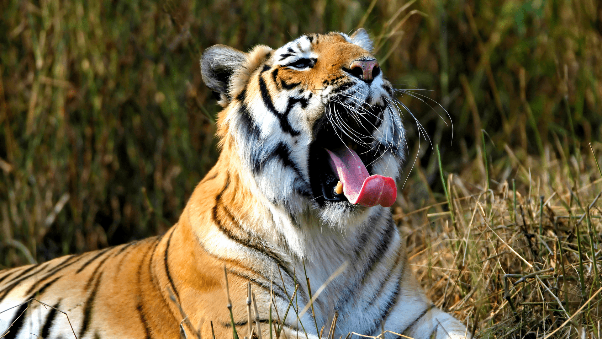 Bandipur National Park, lo