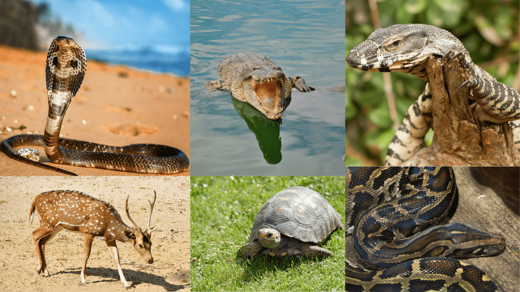 Bhitarkanika National Park