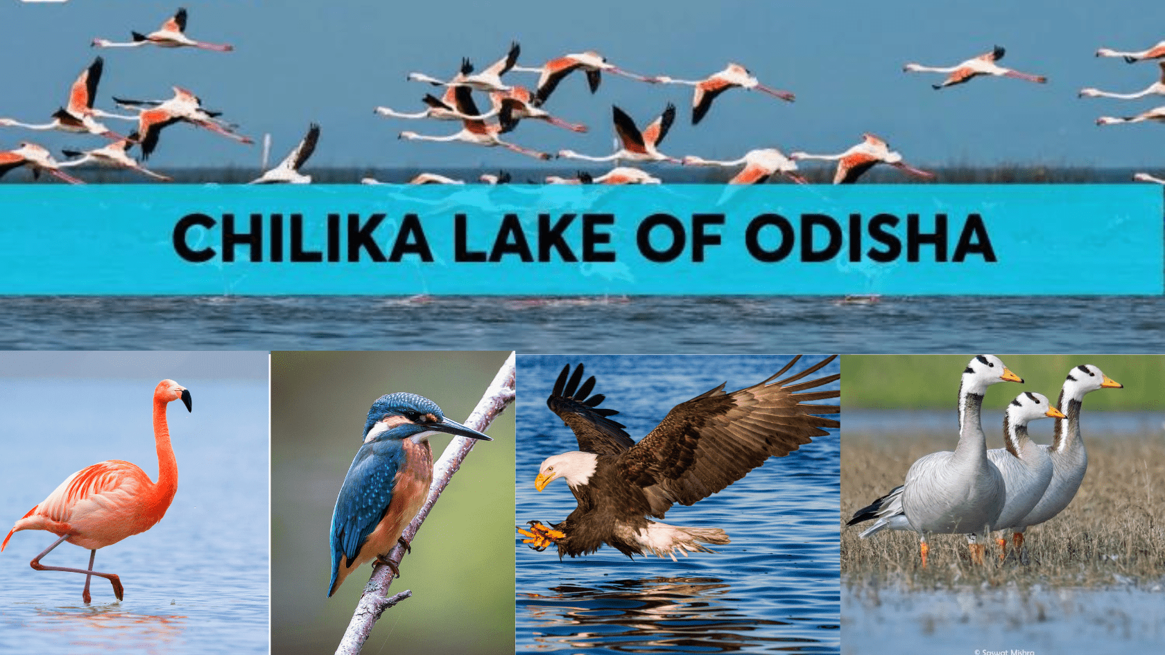  Chilika Wildlife Sanctuary