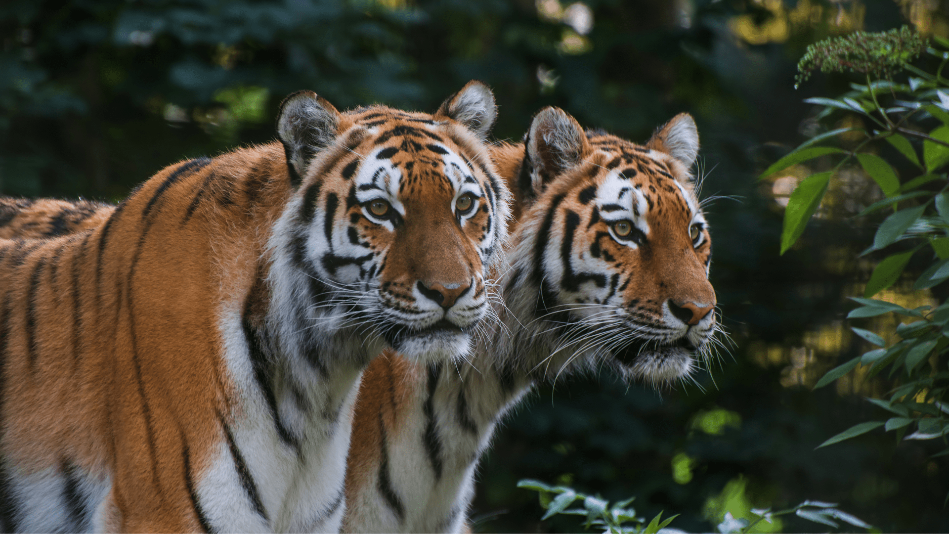 Jim-Corbett-National-Park