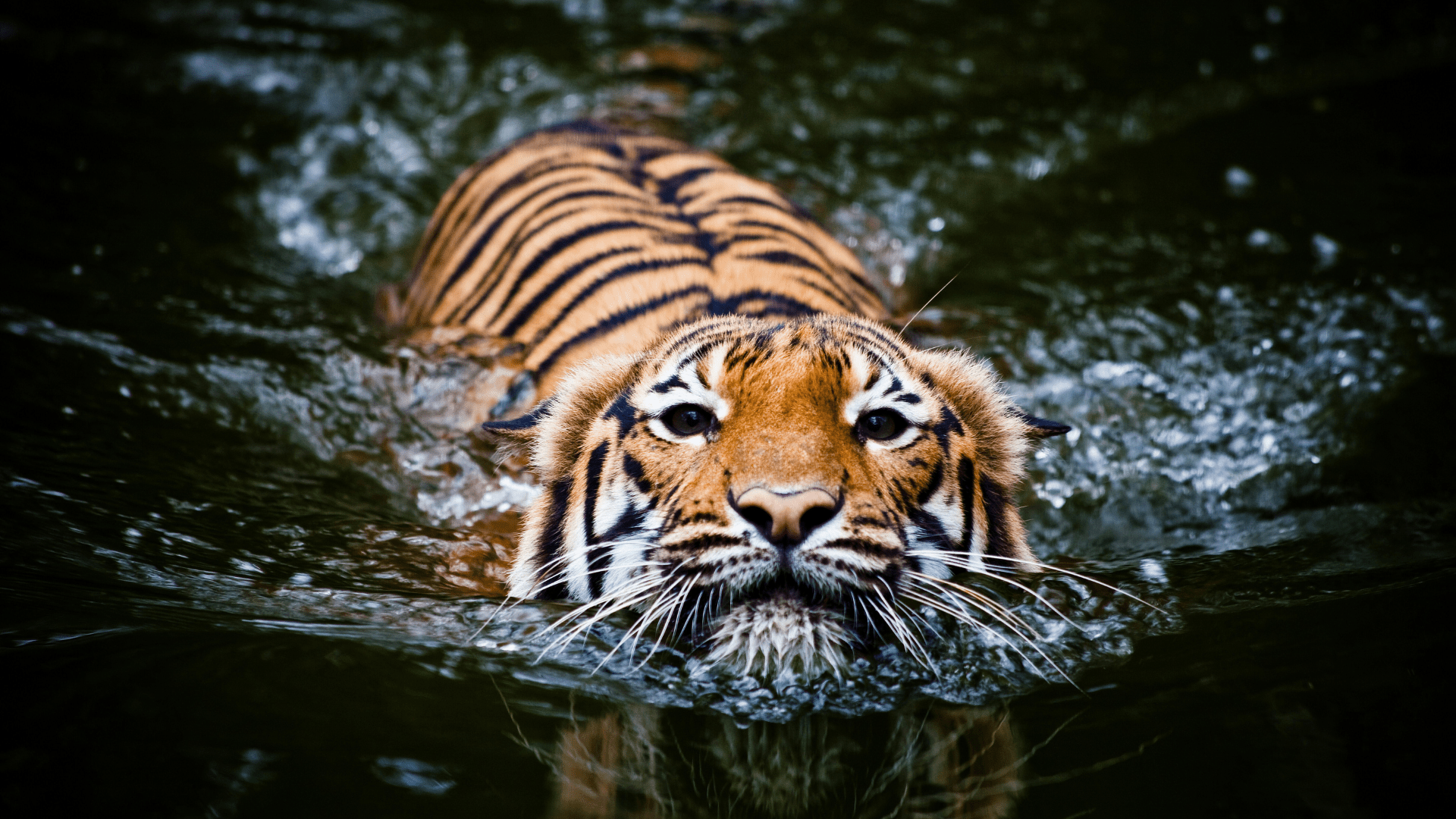  Kanha-National-Park