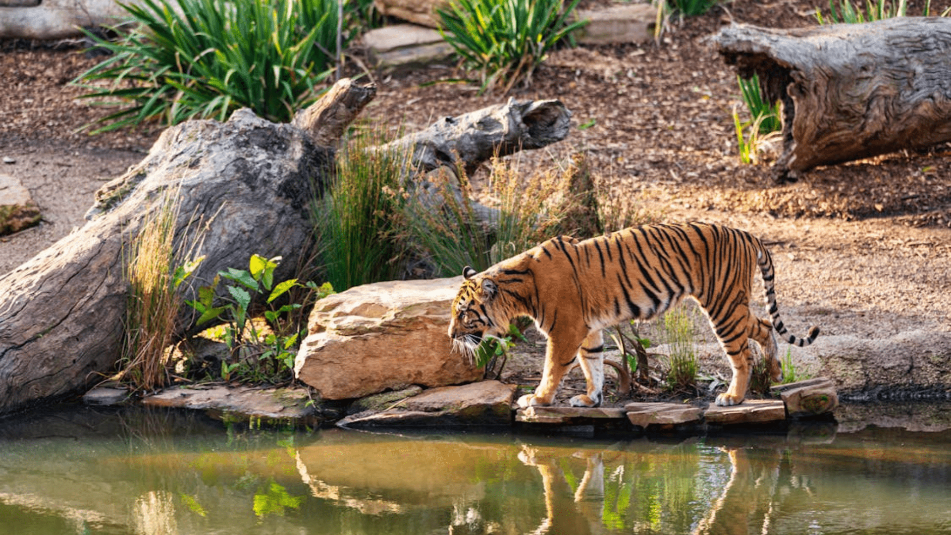  Pench-National-Park