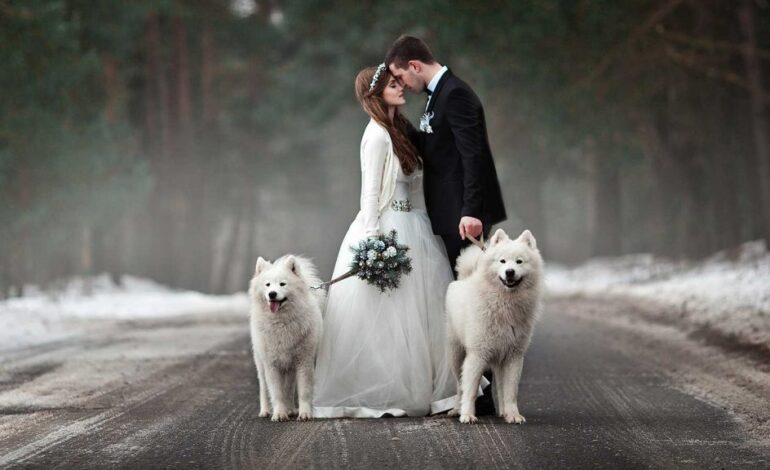  Wedding Ceremony Dress Your Furry Friend in Style: Perfect Top 11 Attire  looks for Pets