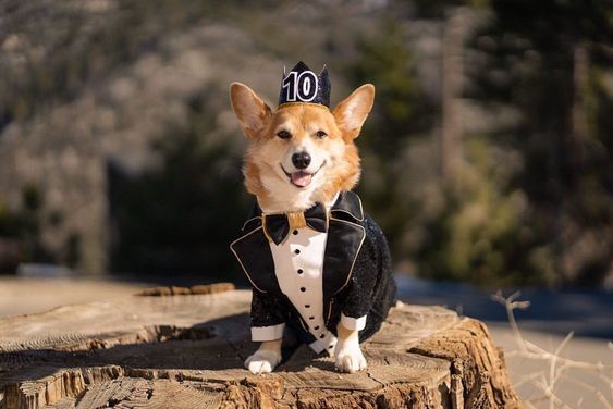 Wedding ceremony Dress Your Furry Friend in Style: Perfect Top 11 Attire looks for Pets