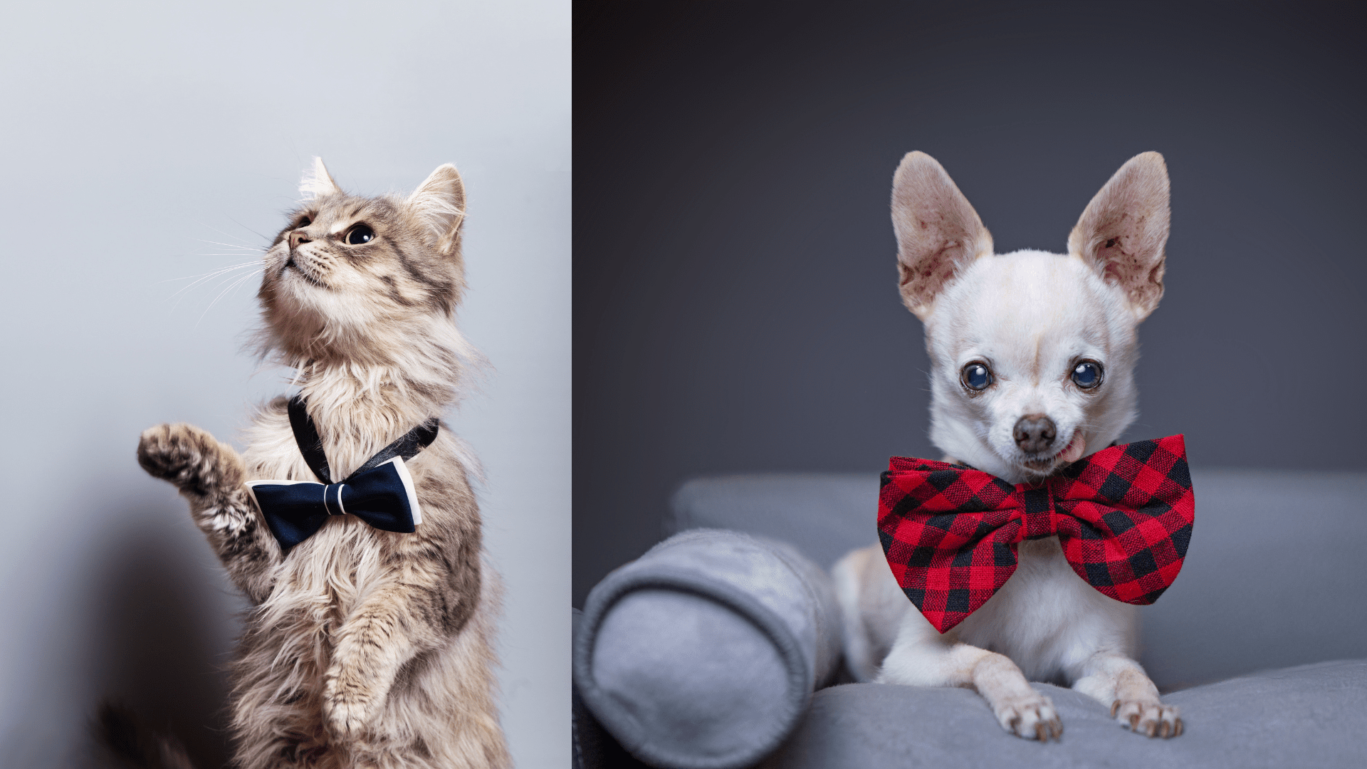 Wedding ceremony Dress Your Furry Friend in Style: Perfect Top 11 Attire looks for Pets