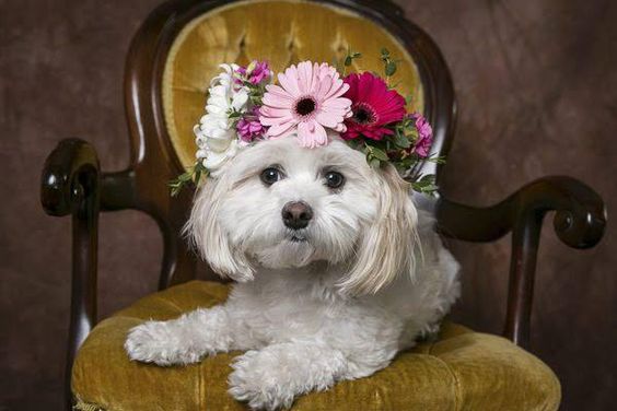 Wedding ceremony Dress Your Furry Friend in Style: Perfect Top 11 Attire looks for Pets