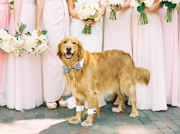 Wedding ceremony Dress Your Furry Friend in Style: Perfect Top 11 Attire looks for Pets