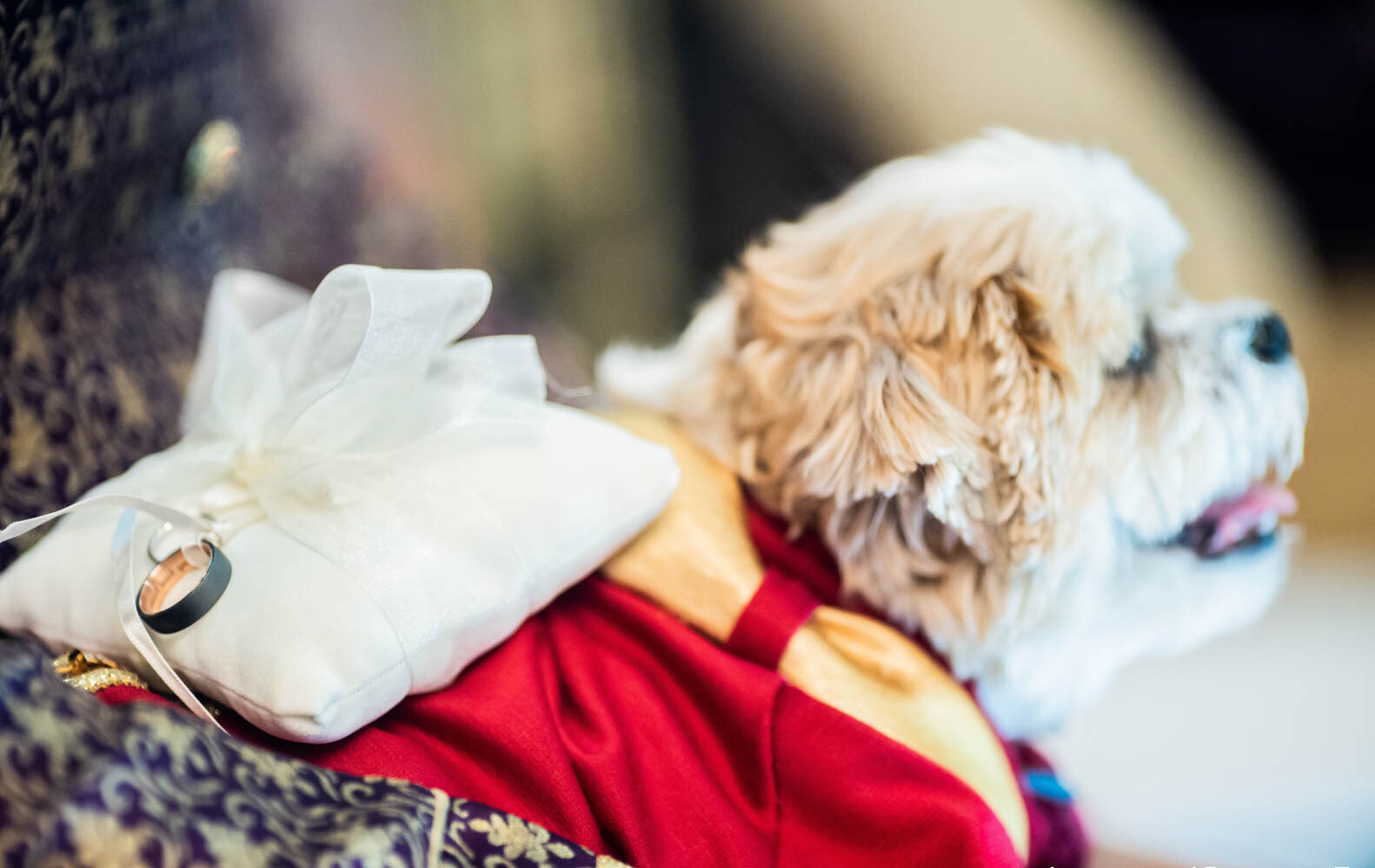 Wedding ceremony Dress Your Furry Friend in Style: Perfect Top 11 Attire looks for Pets