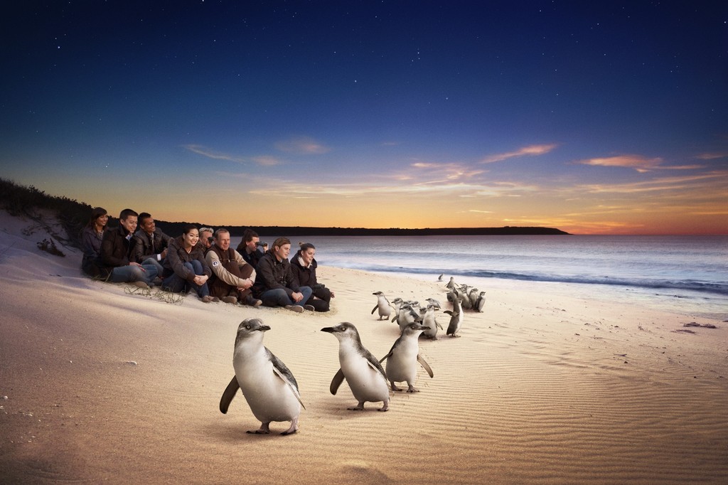 Phillip Island Penguin Parade goes global