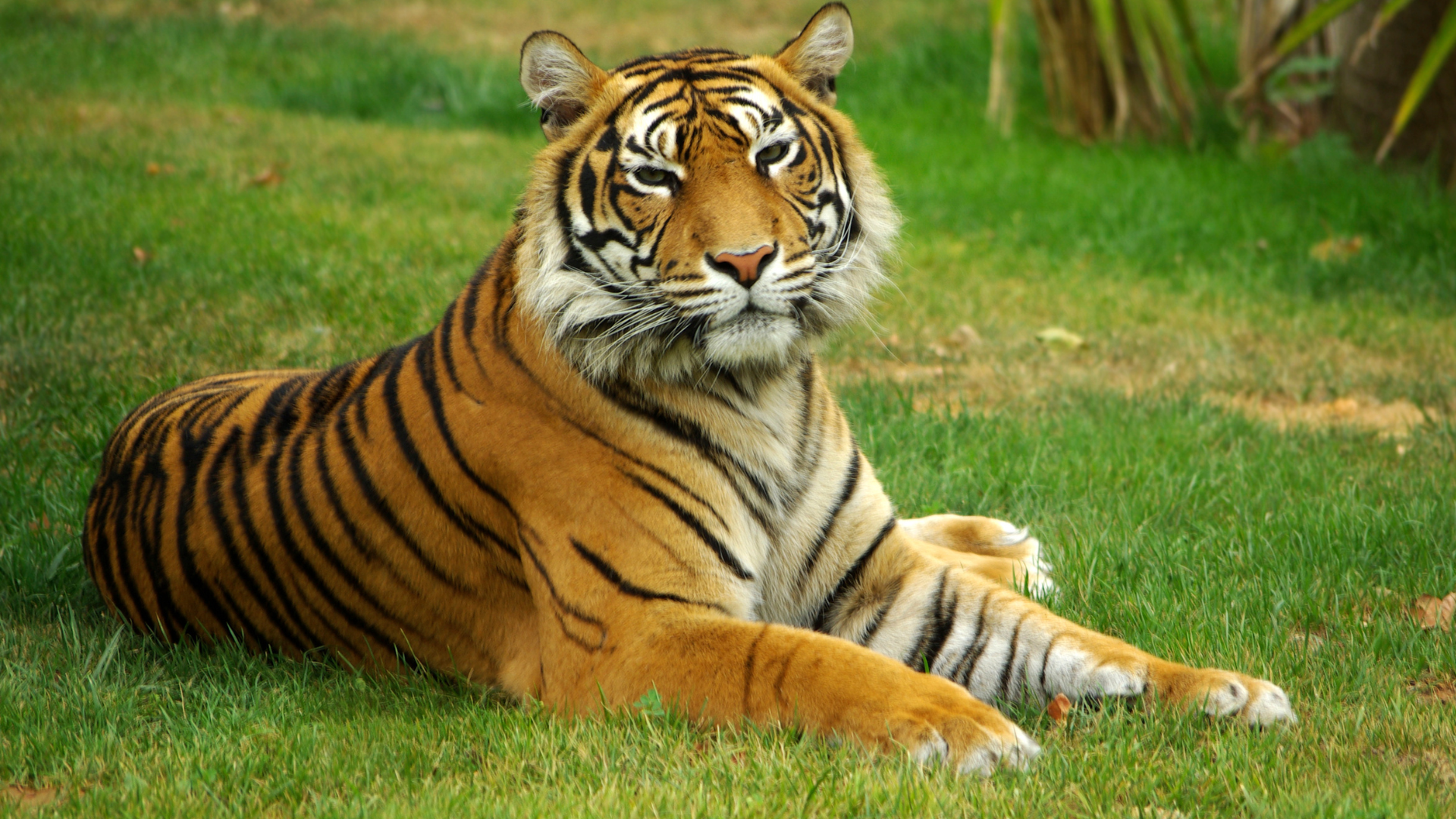 Pilibhit-Tiger-Reserve