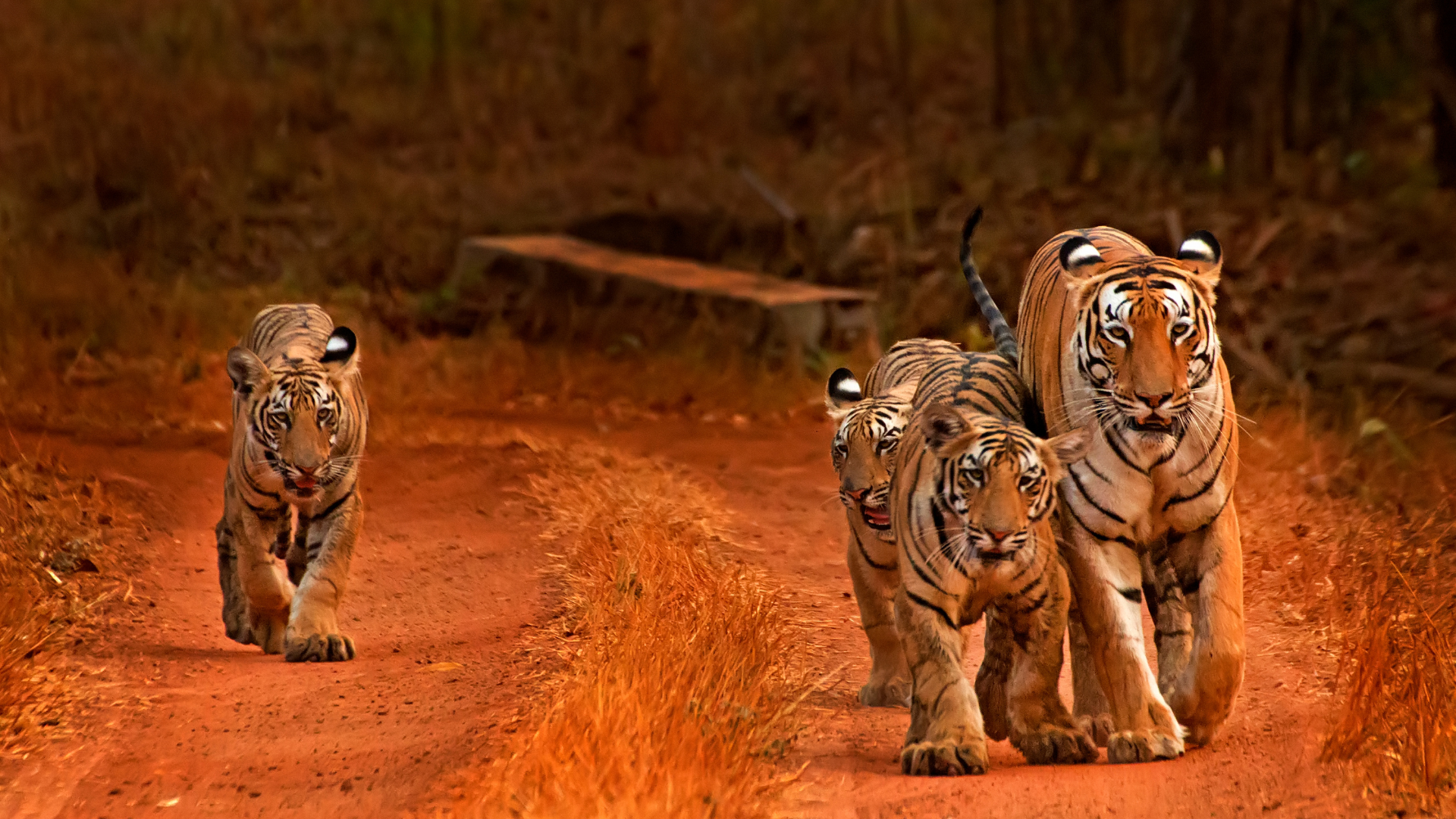  Tadoba-Andhari-Tiger-Reserve