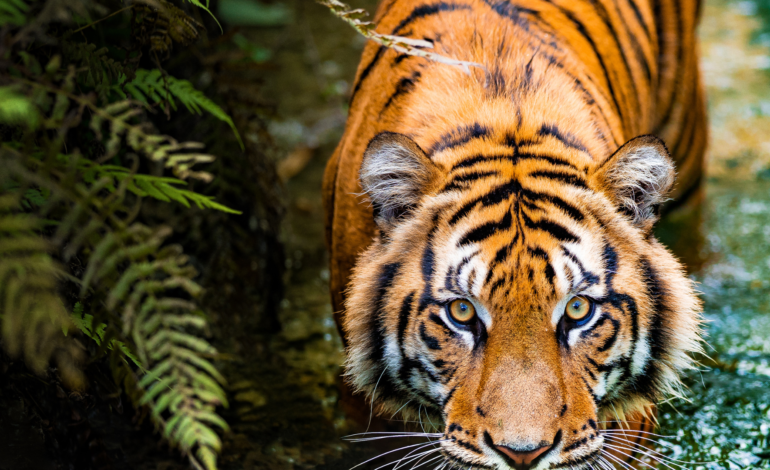  India Tigers Reserve Forest : Discover Top 10 Destinations for Roaring Adventures