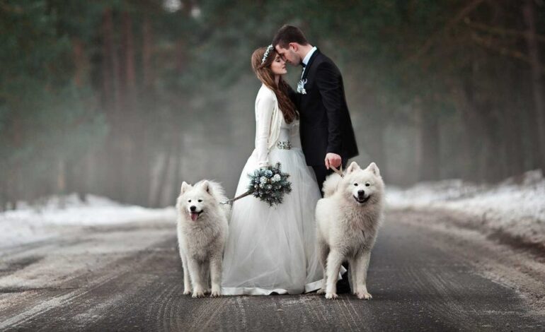  Wedding  ceremony Dress Your Furry Friend in Style: Perfect Top 11 Attire  looks for Pets