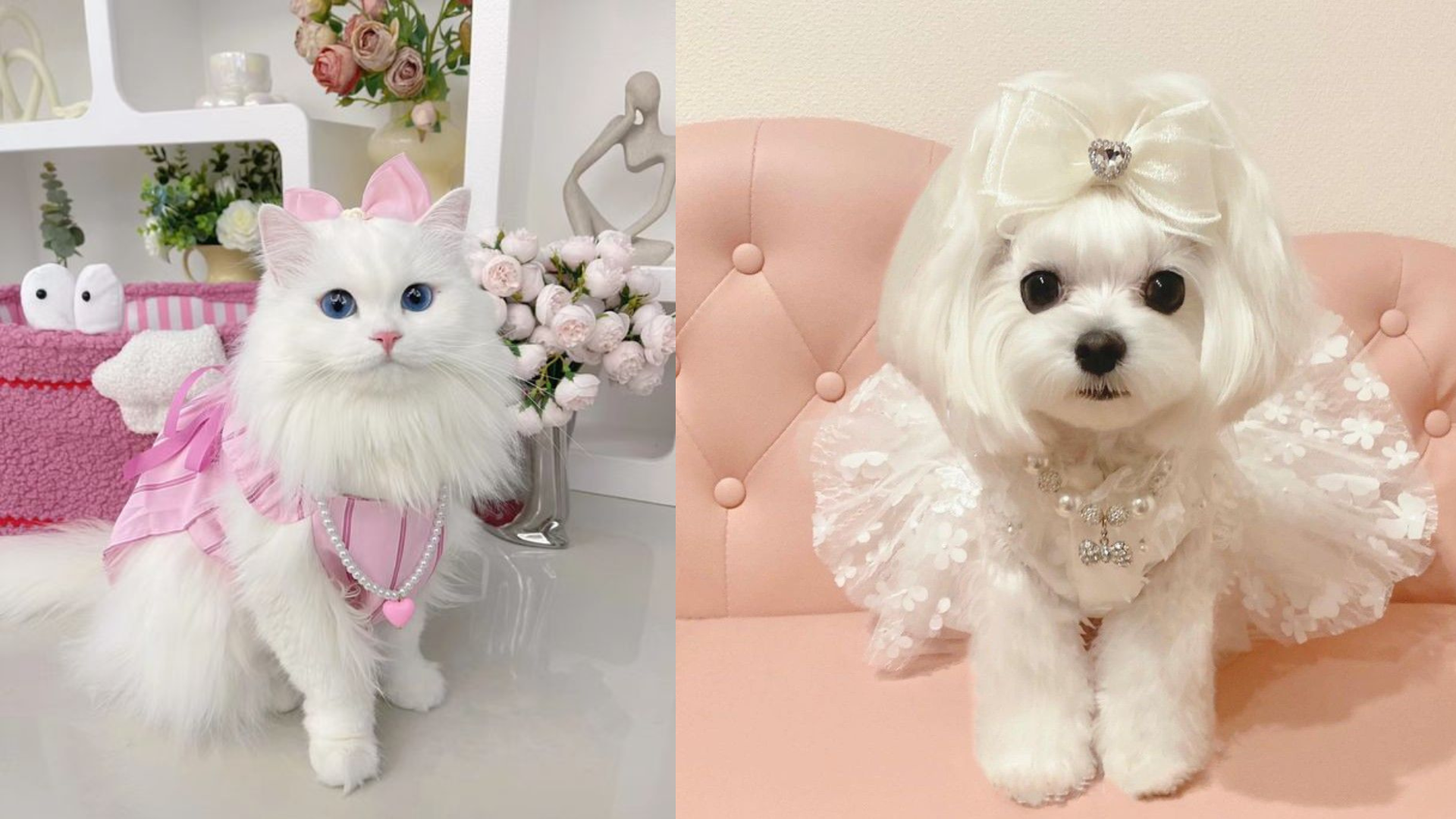 Wedding ceremony Dress Your Furry Friend in Style: Perfect Top 11 Attire looks for Pets