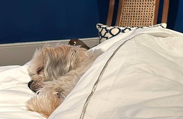  The Rise Of Pawsome Pampering: Luxury Vacations With Pets