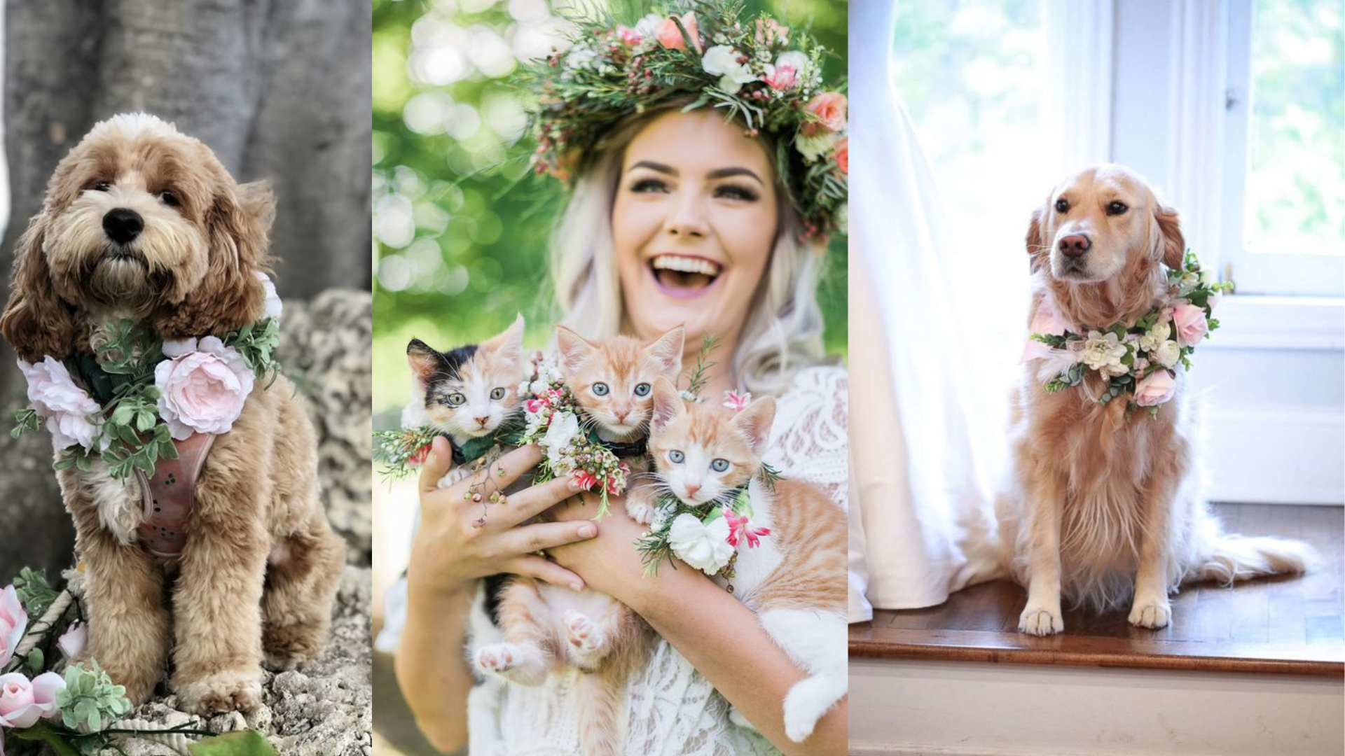 Wedding ceremony Dress Your Furry Friend in Style: Perfect Top 11 Attire looks for Pets