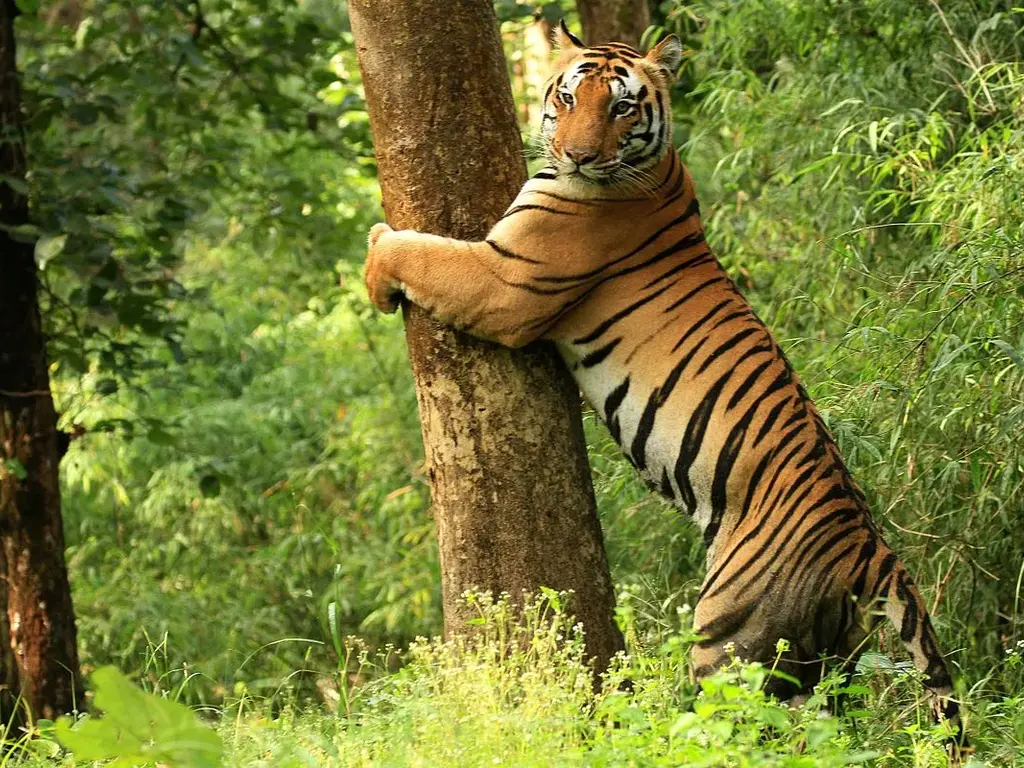 tiger reserve