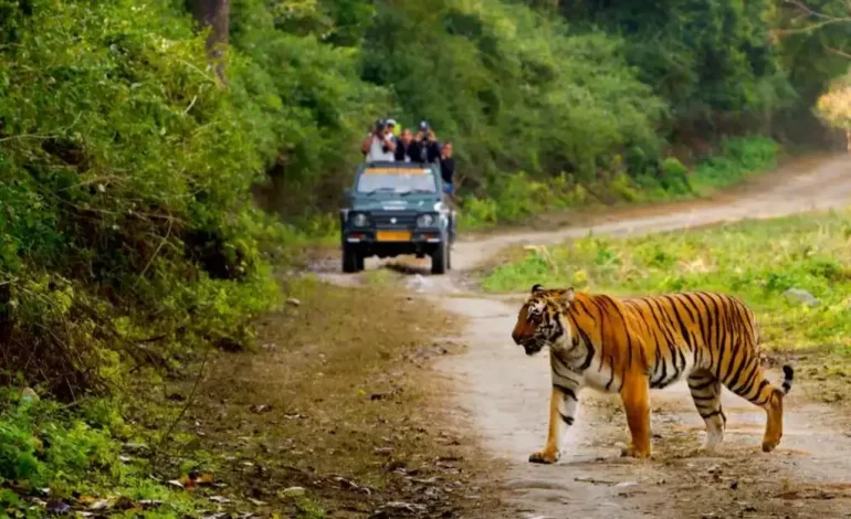  Best Tiger Reserve You Must Visit
