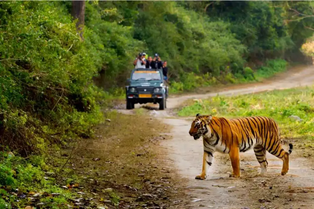 Best Tiger Reserve You Must Visit